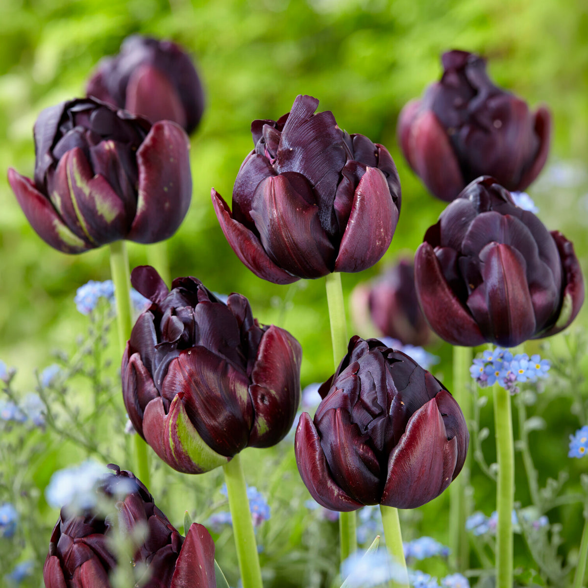 Tulp 'Black Hero' (x10)