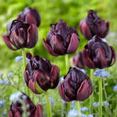 Tulp 'Black Hero' (x10)