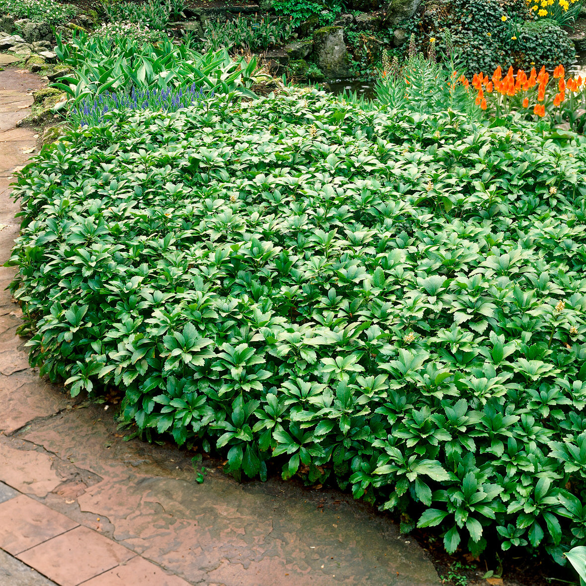 Vaste planten - Schaduwkruid 'Green Garpet' - Pachysandra terminalis Green Carpet