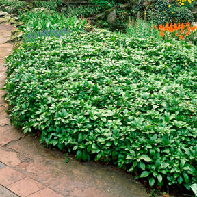 Vaste planten - Schaduwkruid 'Green Garpet' - Pachysandra terminalis Green Carpet