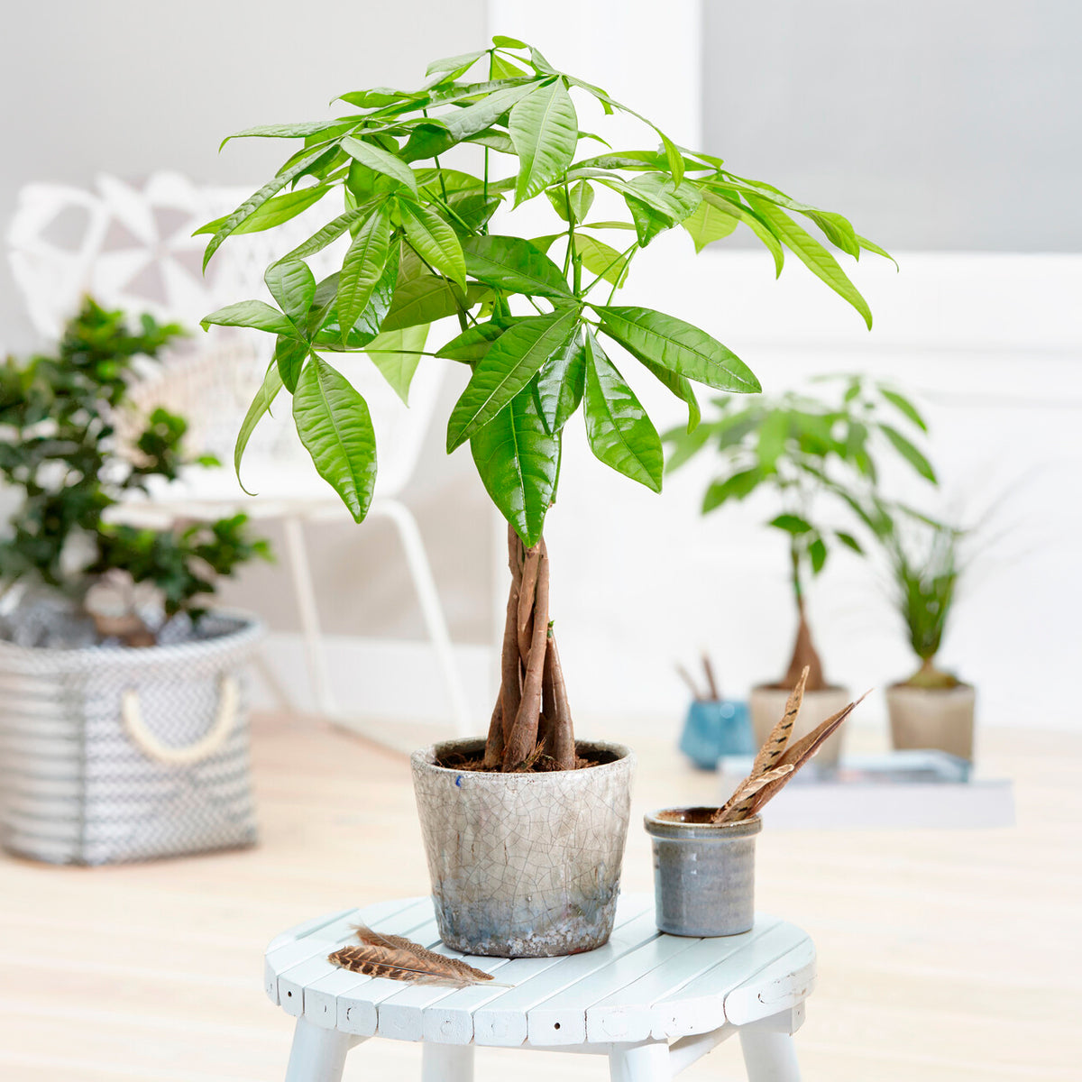 Geldboom 17cm pot - Willemse