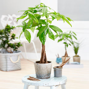 Geldboom 17cm pot - Willemse