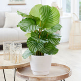 Bidplant Calathea orbifolia - Willemse