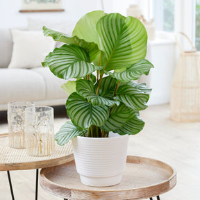 Bidplant Calathea orbifolia - Willemse