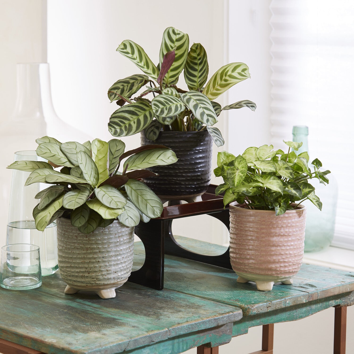 Kamerplanten met mooie bladtekening Mix (x3) - Willemse