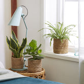 Slaapkamerplanten Mix (x3) - Willemse