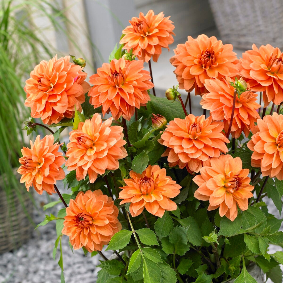Dahlia - Mix (x5) - Dahlia 'Manhattan Island', 'Summerflame', 'Kiev' - Willemse
