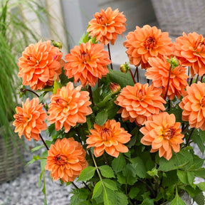 Dahlia - Mix (x5) - Dahlia 'Manhattan Island', 'Summerflame', 'Kiev' - Willemse