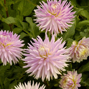 Dahlia  - Dahlia - Mix (x5) - Dahlia 'Manhattan Island', 'Summerflame', 'Kiev'