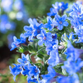 Parelzaad 'Heavenley Blue'