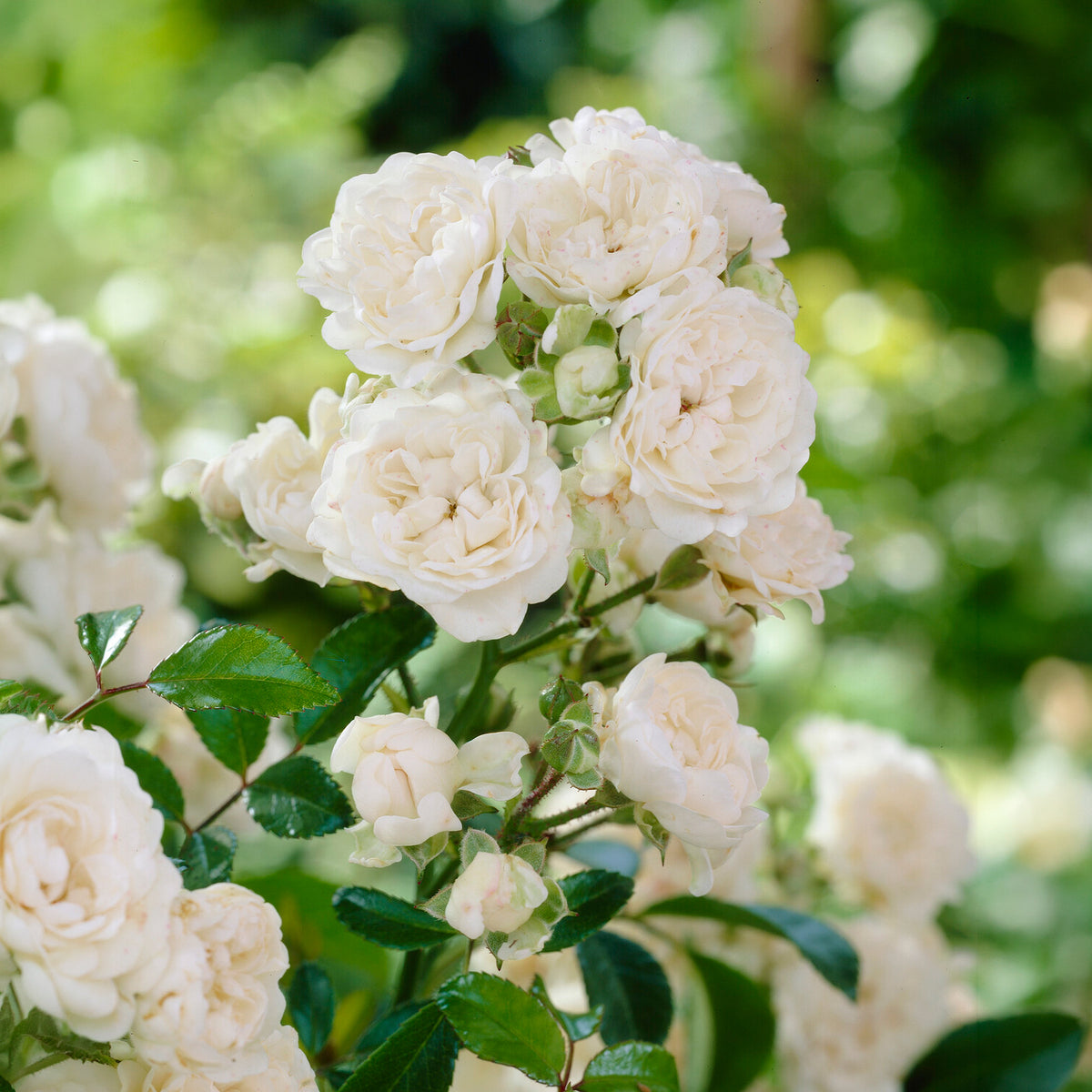 Roos 'Crystal Fairy' - Rosa crystal fairy ® - Willemse