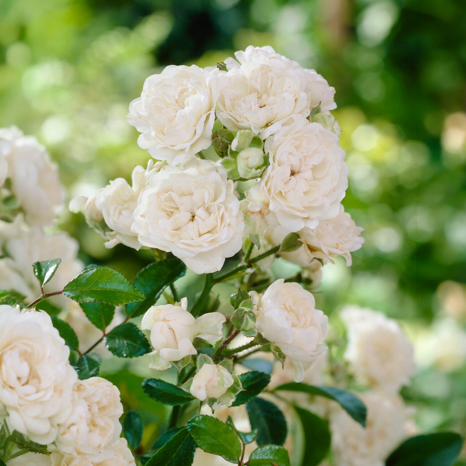 Roos 'Crystal Fairy' - Rosa crystal fairy ® - Willemse
