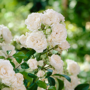 Roos 'Crystal Fairy' - Rosa crystal fairy ® - Willemse