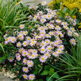 Aster ageratoides Stardust - Herfstaster 'Stardust' - Aster