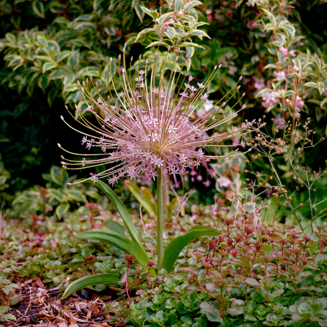 Sierui Allium schubertii (x5) - Willemse