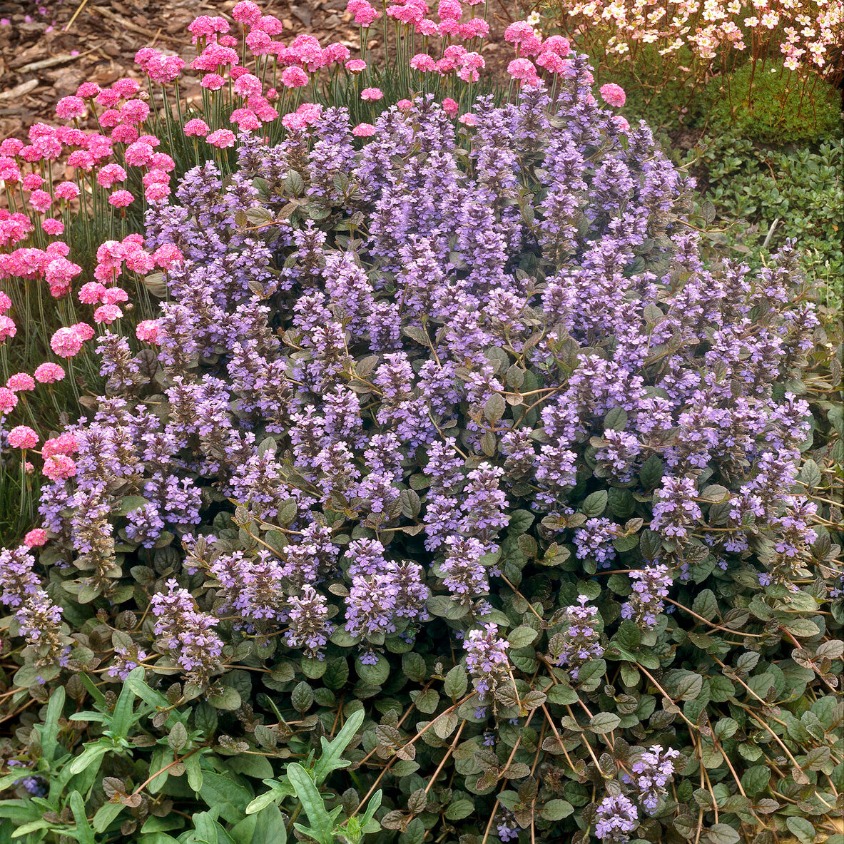 Ajuga reptans Atropurpurea - Kruipend zenegroen 'Atropurpurea' - Zenegroen