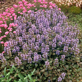 Ajuga reptans Atropurpurea - Kruipend zenegroen 'Atropurpurea' - Zenegroen