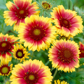 Kokardenbloem 'Kobold' - Gaillardia aristata Kobold - Willemse