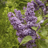 Sering - Syringa vulgaris Andenken an Ludwig Späth - Willemse