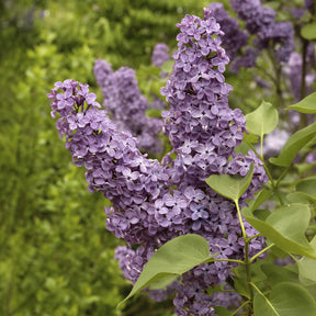 Sering - Syringa vulgaris Andenken an Ludwig Späth - Willemse
