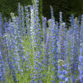 Slangenkruid - Willemse