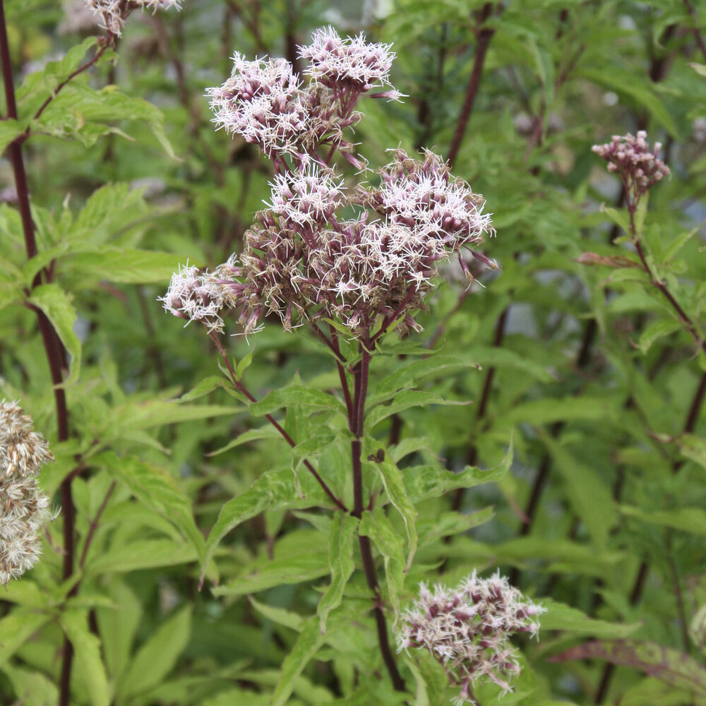 Koninginnekruid - Eupatorium cannabinum - Willemse