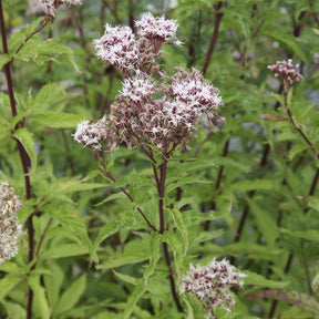 Koninginnekruid - Eupatorium cannabinum - Willemse