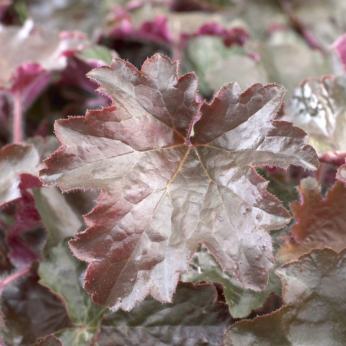 Purperklokjes 'Palace Purple'