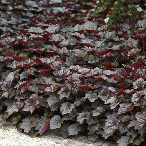 Heuchera - Purperklokje - Purperklokjes 'Palace Purple' - Heuchera micrantha Palace Purple