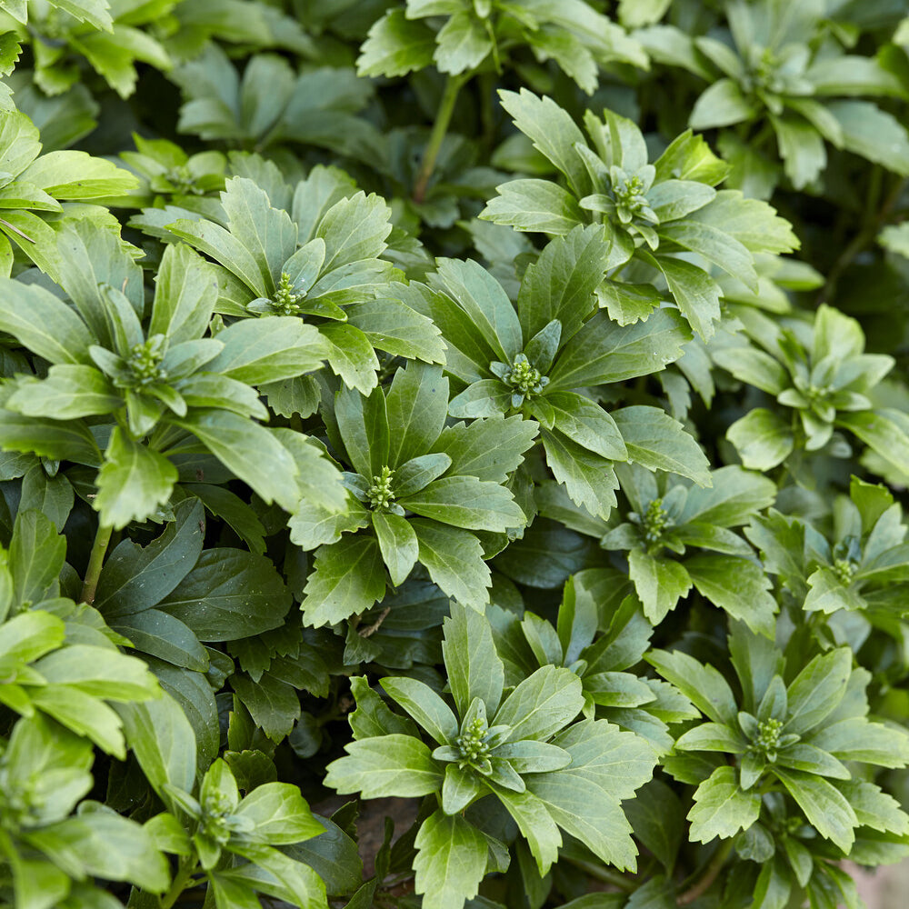 Verkoop Schaduwkruid - Pachysandra terminalis