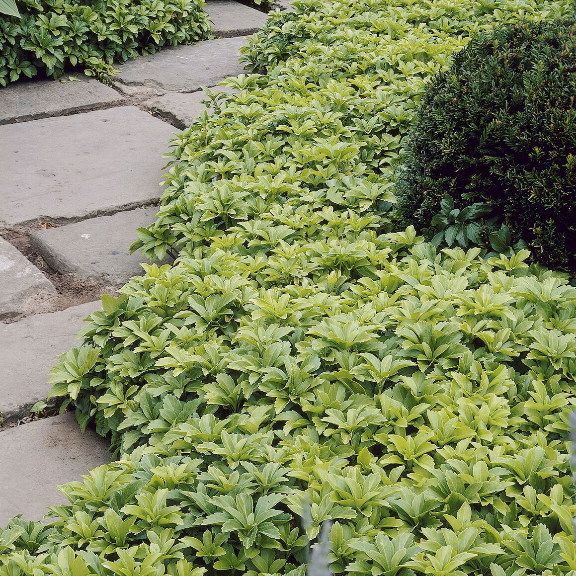 Schaduwkruid - Pachysandra terminalis - Willemse