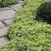 Schaduwkruid - Pachysandra terminalis - Willemse