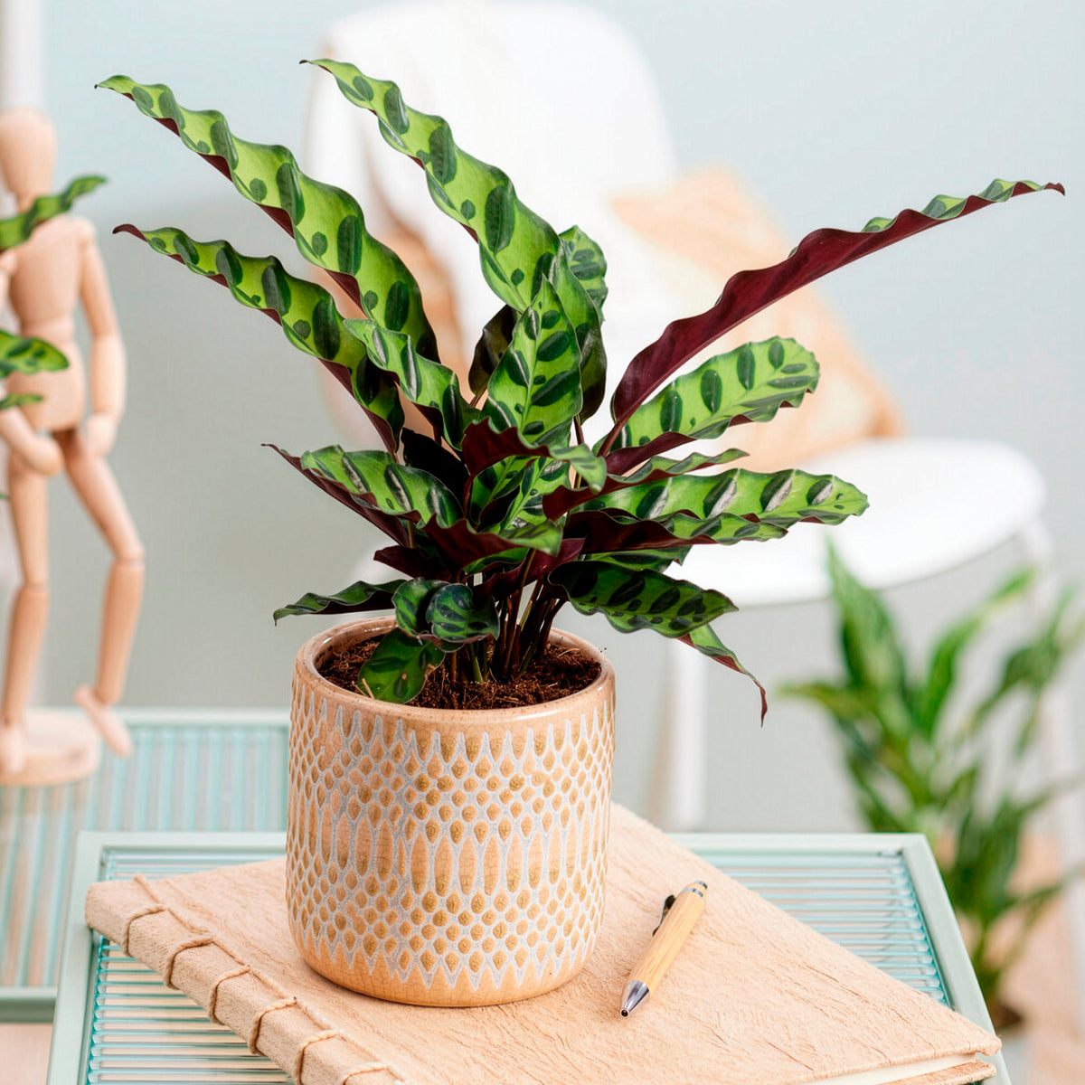 Calathea insignis - Pauwenplant 'Insigne' - Calathea