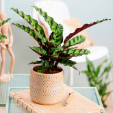 Calathea insignis - Pauwenplant 'Insigne' - Calathea