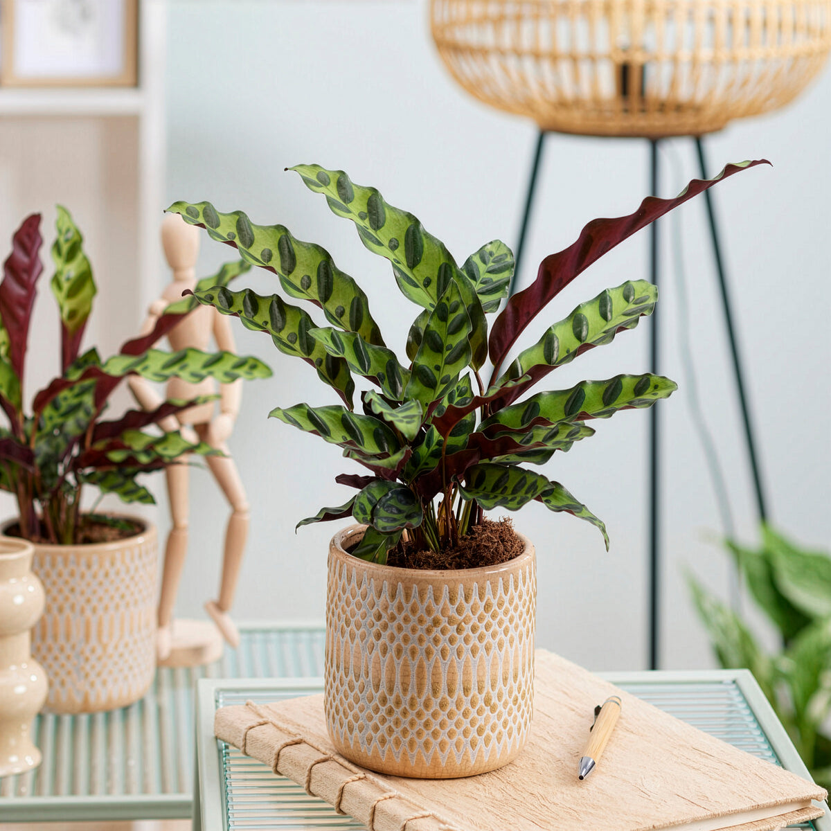 Pauwenplant 'Insigne' - Willemse