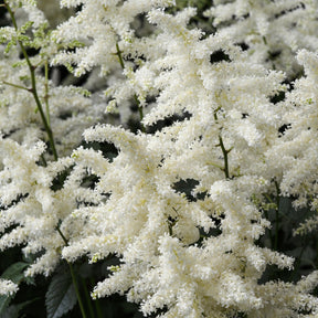 Pluimspirea 'Brautschleier' - Astilbe x arendsii Brautschleier - Willemse