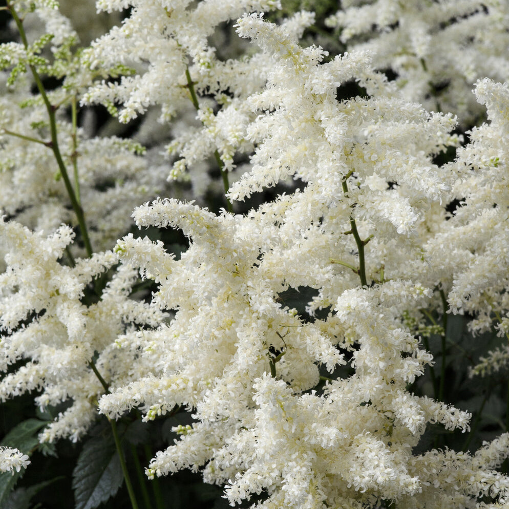 Pluimspirea 'Brautschleier' - Astilbe x arendsii Brautschleier - Willemse