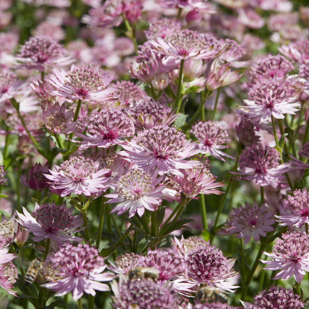 Verkoop Zeeuws knoopje 'Roma'