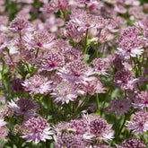 Verkoop Zeeuws knoopje 'Roma'