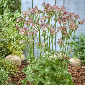 Zeeuws knoopje 'Roma' - Willemse