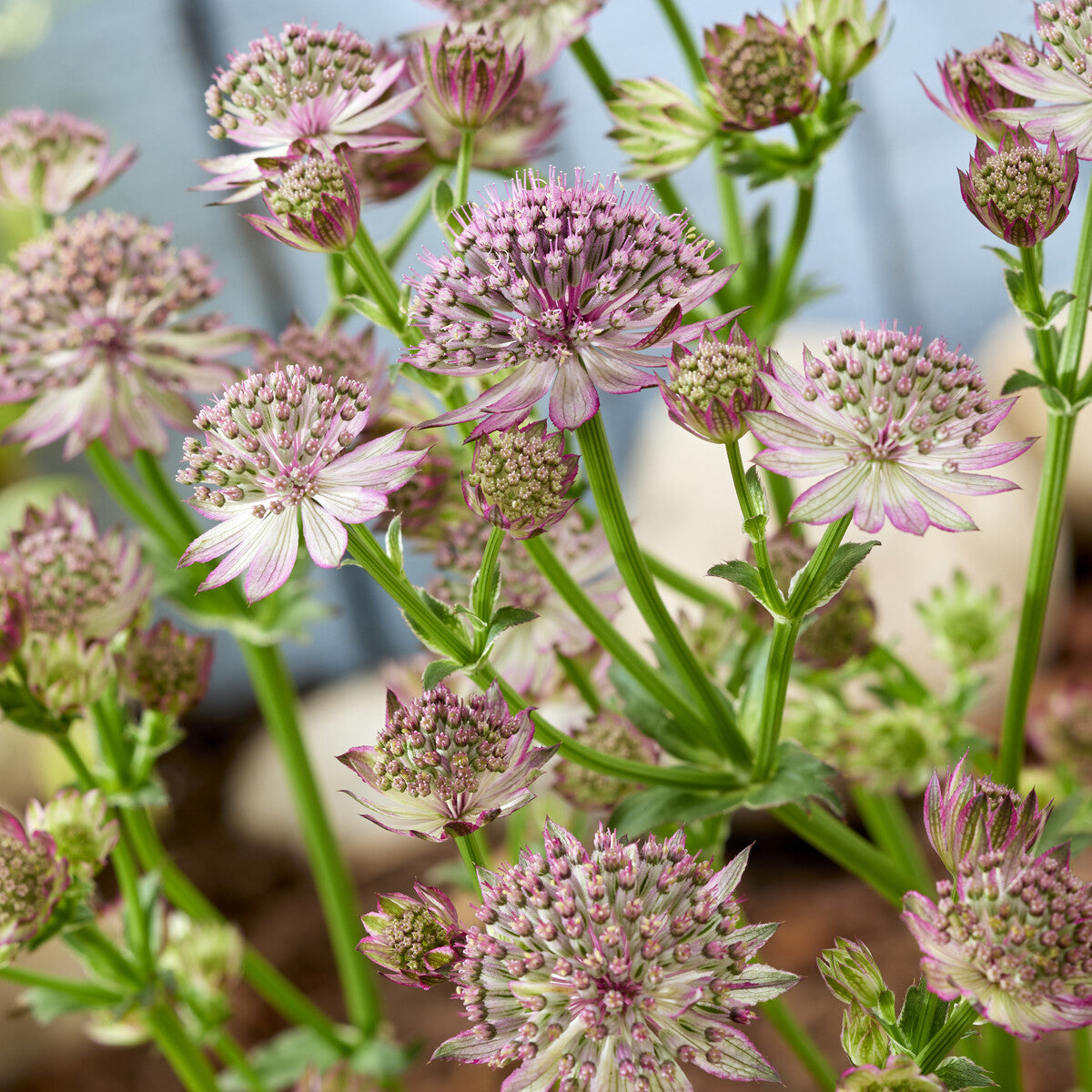 Verkoop Zeeuws knoopje 'Roma' - Astrantia major Roma