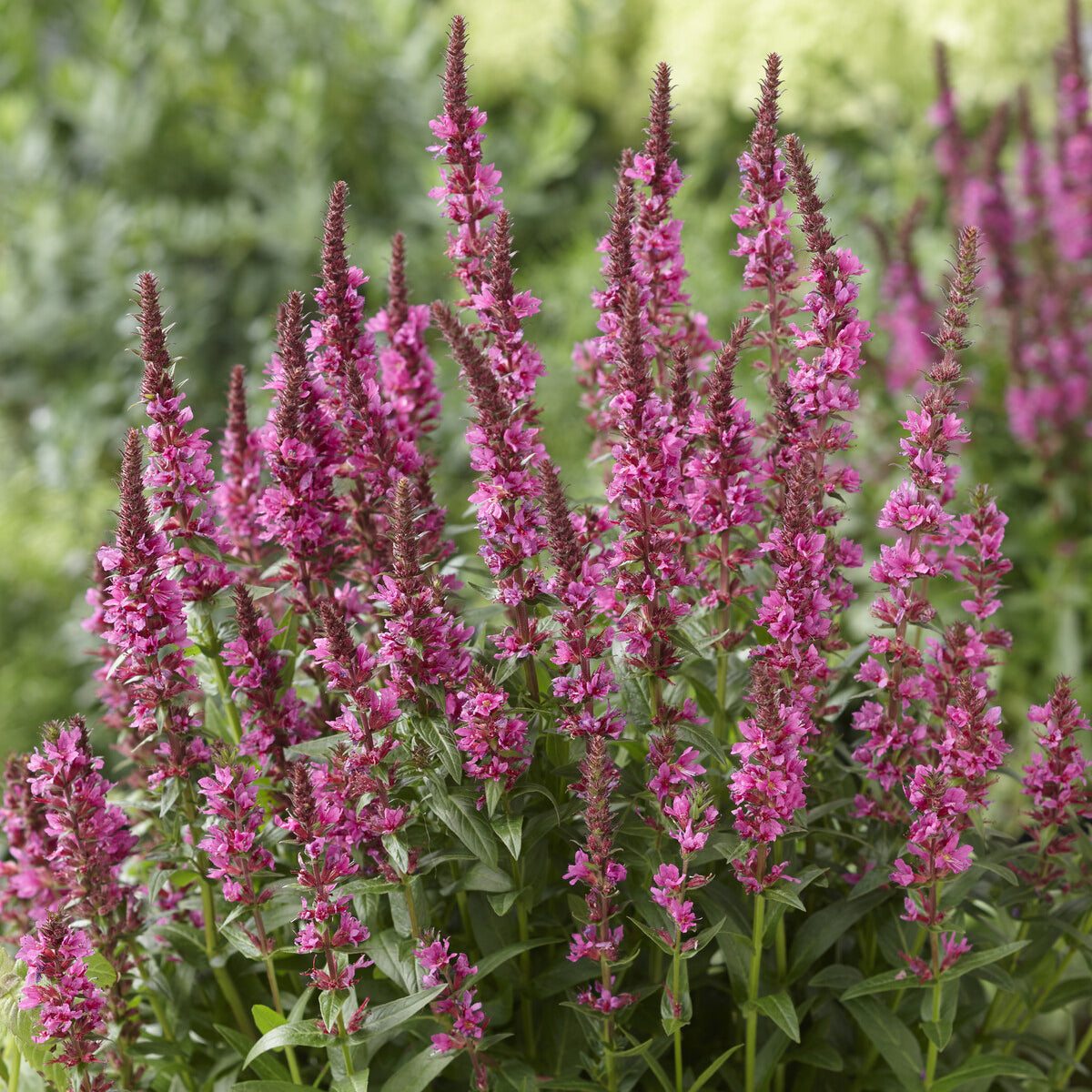 Grote kattenstaart 'Robert'