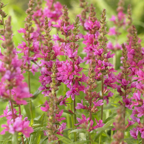Grote kattenstaart 'Robert' - Lythrum salicaria Robert - Willemse