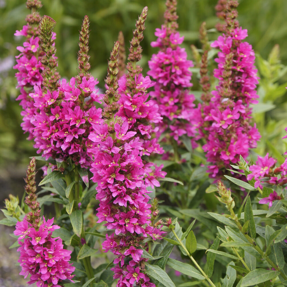 Vaste planten - Grote kattenstaart 'Robert' - Lythrum salicaria Robert