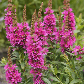 Vaste planten - Grote kattenstaart 'Robert' - Lythrum salicaria Robert