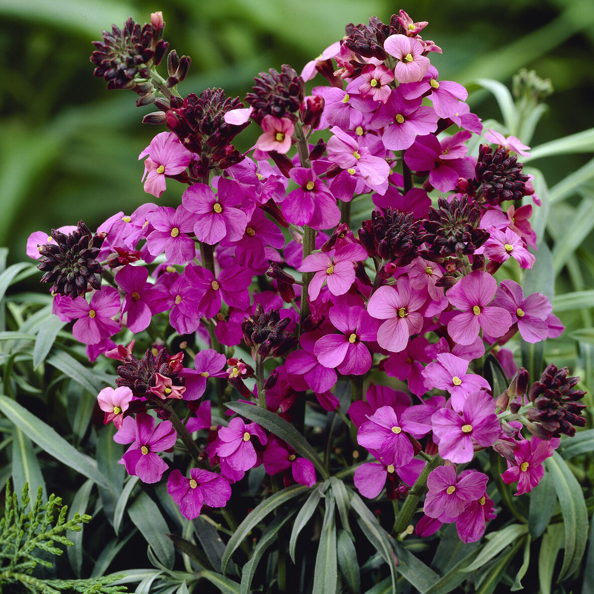 Muurbloem 'Bowles Mauve' - Erysimum linifolium Bowles Mauve - Willemse