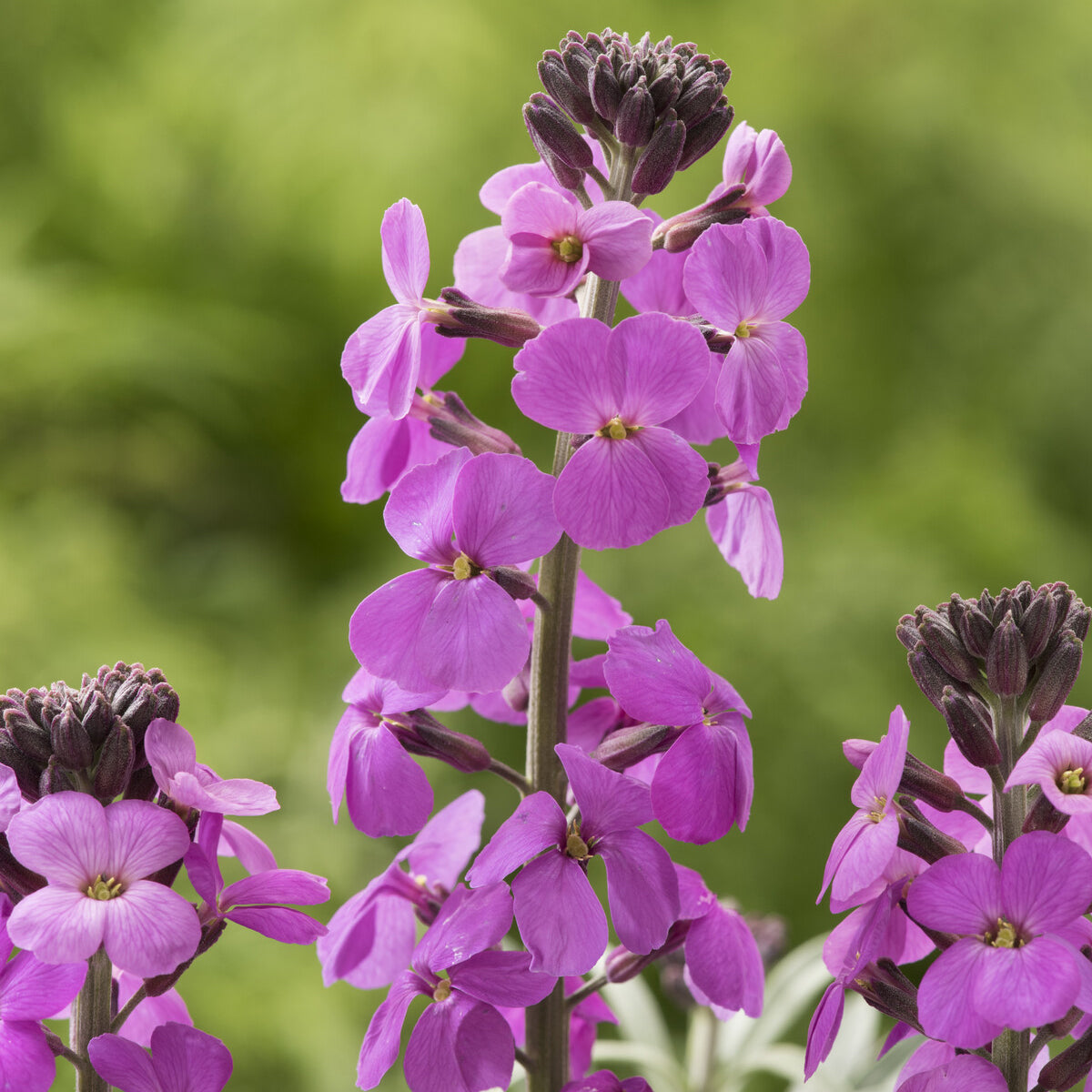 Verkoop Muurbloem 'Bowles Mauve'