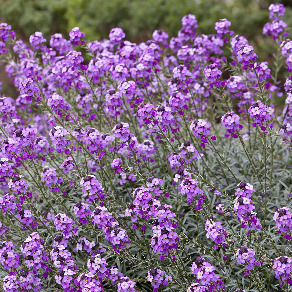 Muurbloem 'Bowles Mauve' - Vaste planten - Willemse