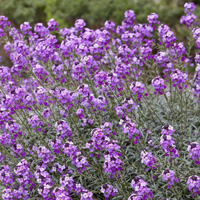 Muurbloem 'Bowles Mauve' - Vaste planten - Willemse