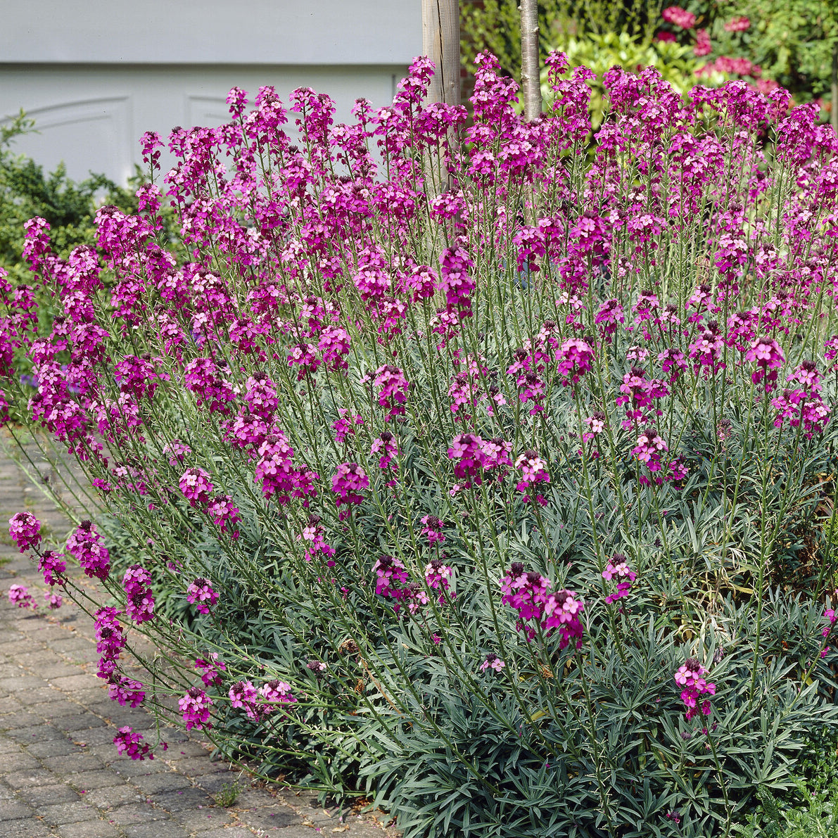 Muurbloem 'Bowles Mauve' - Willemse